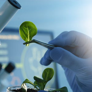 سەھىيە تازلىق ئىجازەتنامىسى بېجىرىش